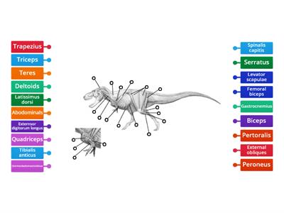 Dinosaur musculature 