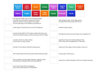 Female Reproductive Anatomy and Physiology (Matching)