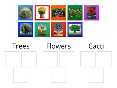 Types of Plants