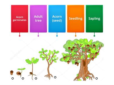 R - Oak Tree Life Cycle