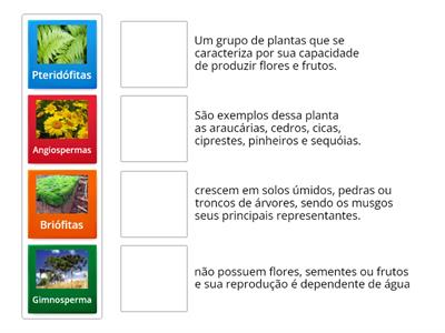 Classificação das Plantas 