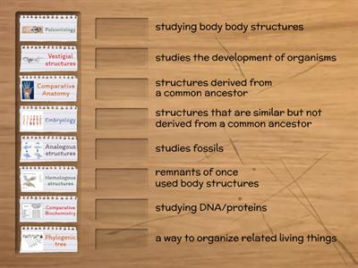 Bio Evidence of Evolution