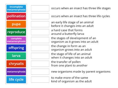 Life Cycles Vocabulary