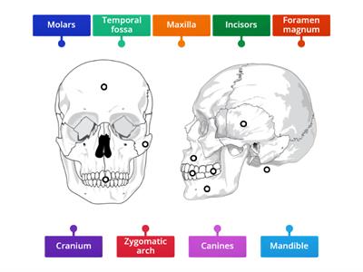 The Human Skull