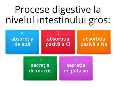 Procese digestive la nivelul intestinului gros