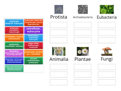 Classification - Taxonomy