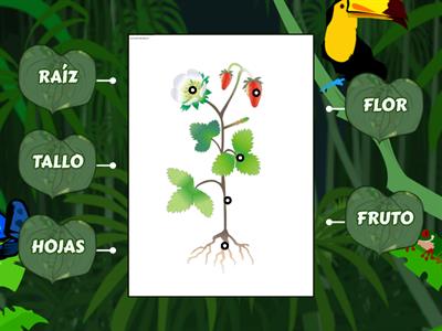 4° PARTES DE LA PLANTA 