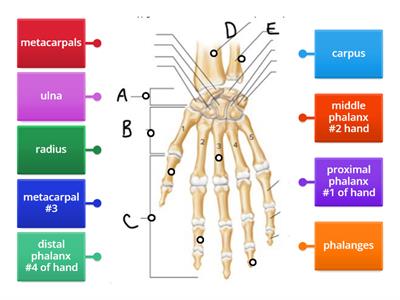  Hand bones