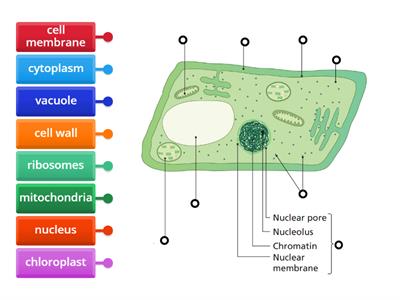 LC Biology - Plant Cell