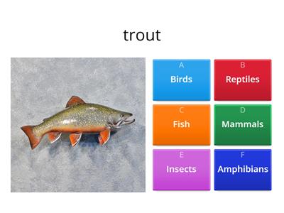 Animal classes kvíz