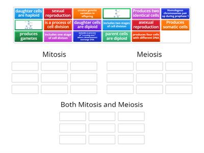 Mitosis vs. Meiosis 