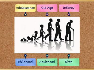  Stages of human  Life Cycle