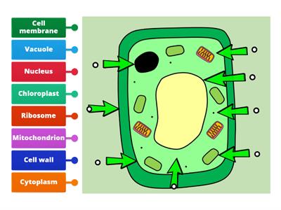 KS3 Label a cell - Teaching resources