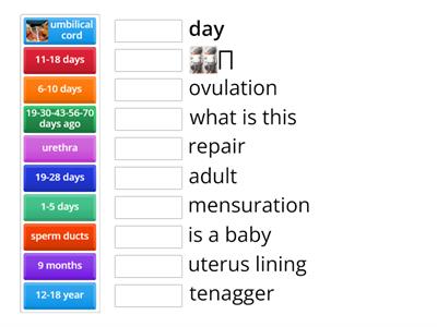 reproduction in humans