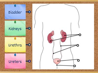 Medical Assisting 2: Urinary System | Organs