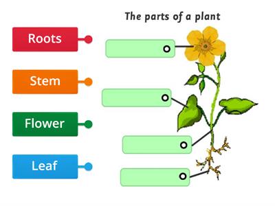 Parts of a plant 