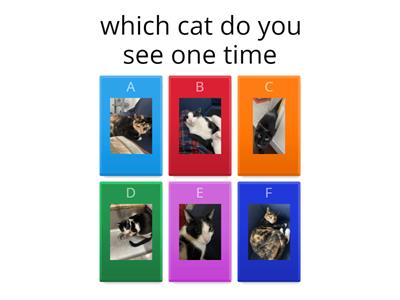 Which cat do you see one time
