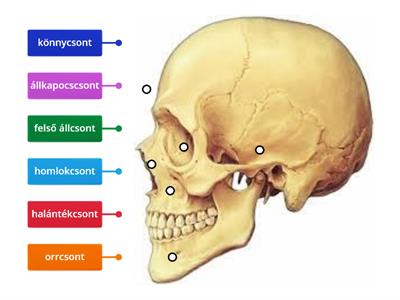 TANAK Biológia 8.o. A koponya részei