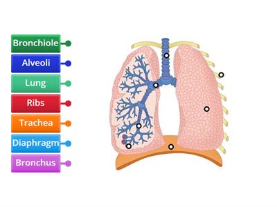 Respiratory System (L3&4)