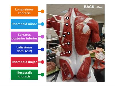 (RED) Back Muscles- Deep