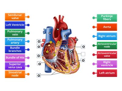 Human heart