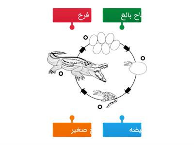 دورة حياة التمساح