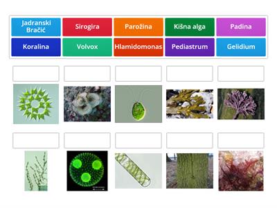 Različite vrste algi