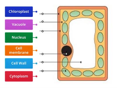 Y8 Plant Cell Structure