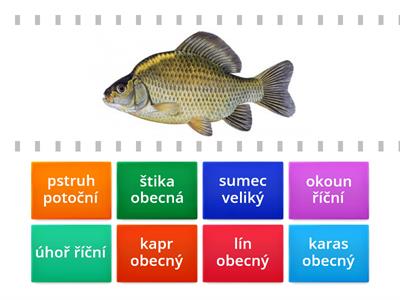 Sladkovodní ryby ČR - poznávačka