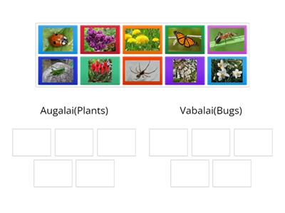 Plants and bugs in our kindergarten:)