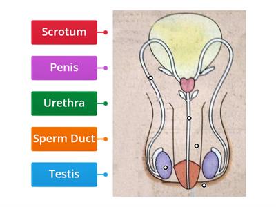 Male reproductive system SPHE