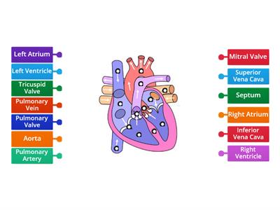 Parts of the Heart