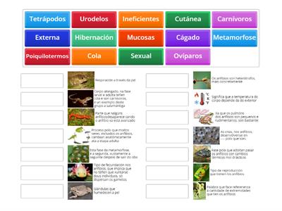 Os anfibios e os réptiles