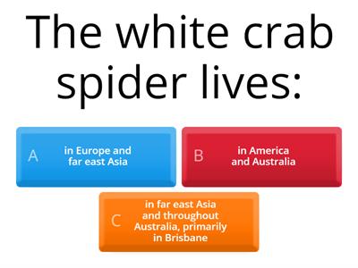 Australian white crab spider