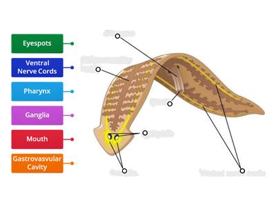 Structure of Flatworm (Animalia : Phylum Platyhelminthes)