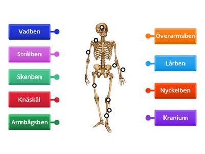 Skelettets delar