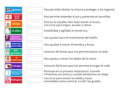 Músculos del cuerpo para niños