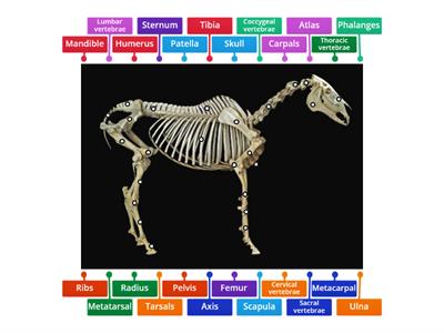 Horse Skeleton