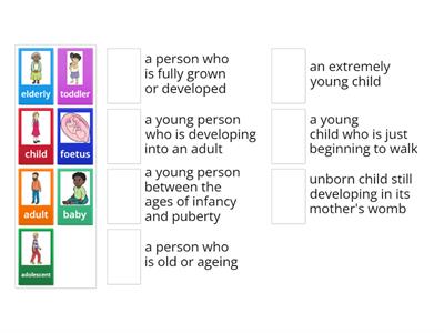 stages of human life - definition match