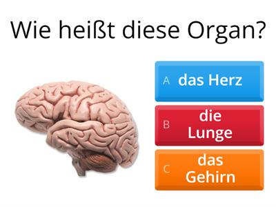 Organquiz: Der Mensch