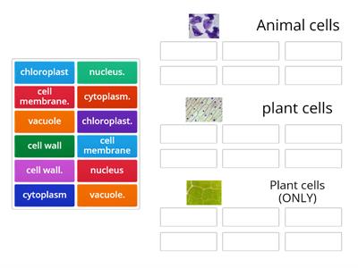 animal and plant cell organelles