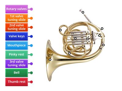 F Horn Anatomy
