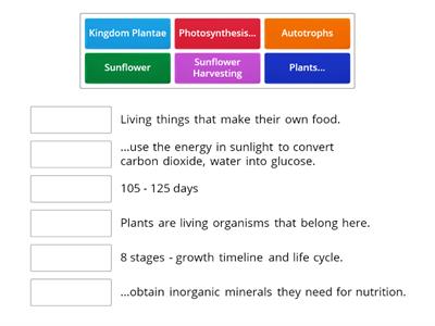 Plant Kingdom