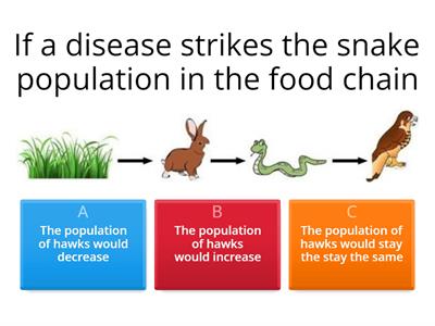 Circle of Life - Year 7