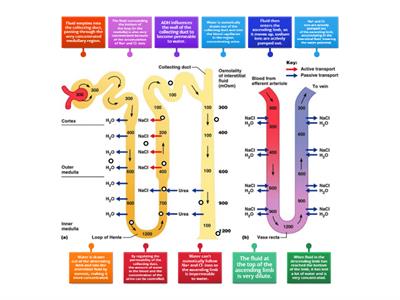 Kidney: Loop of Henle 