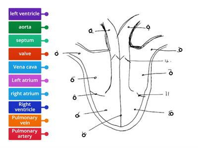 SP JC Heart diagram  - drag LABEL to matching circle