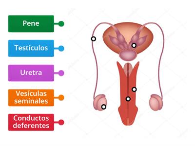 Sistema Reproductor Masculino