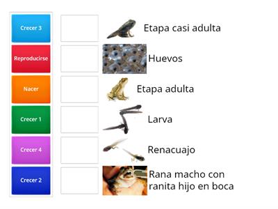 Ciclo de vida anfibios