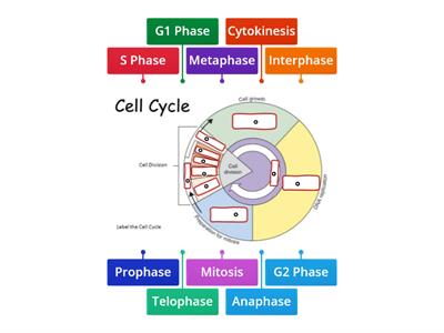 TEK 5A - Cell Cycle Labeling