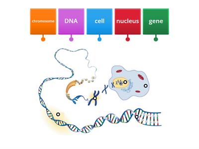1.3 N5 Bio DNA